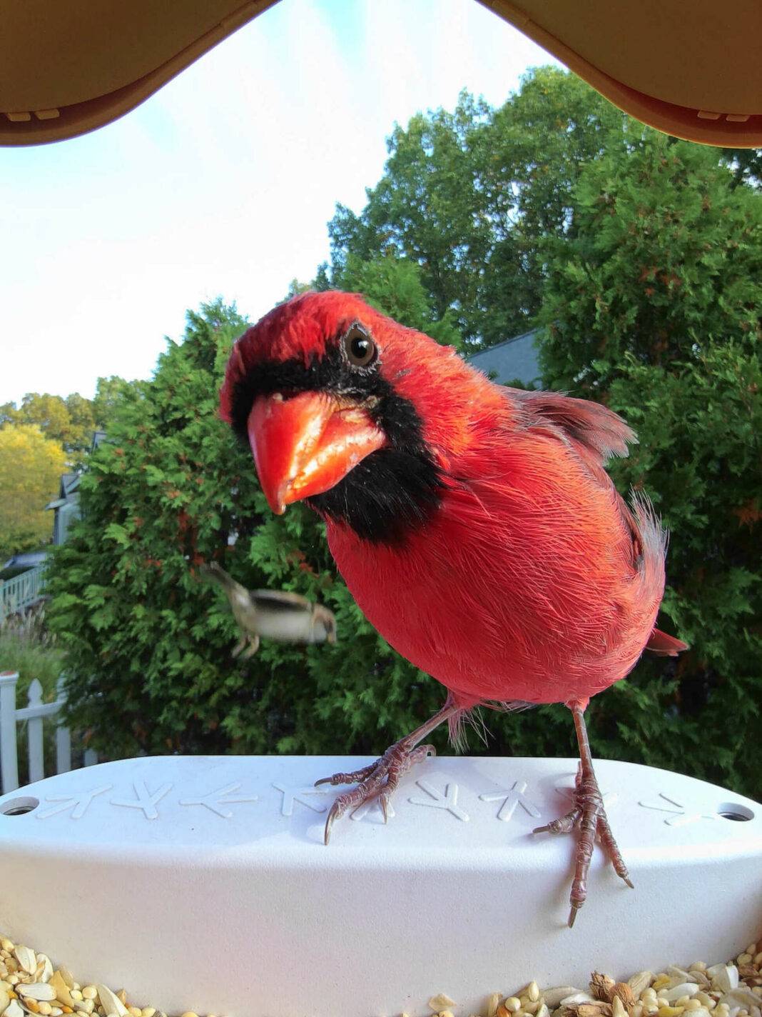 A male Northern Cardinal perches on a Bird Buddy feeder.