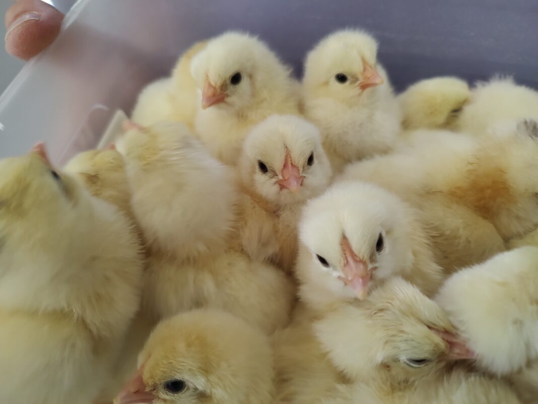Chicks from Half Acre Farm.
