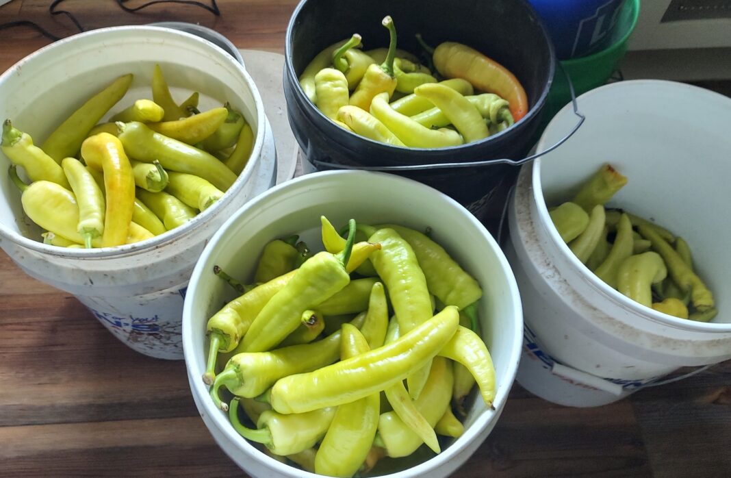 banana peppers in buckets