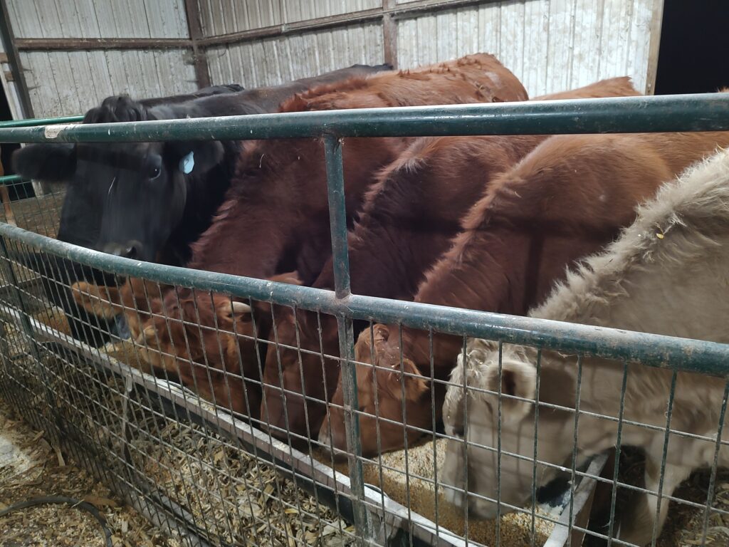 several cows eating hay