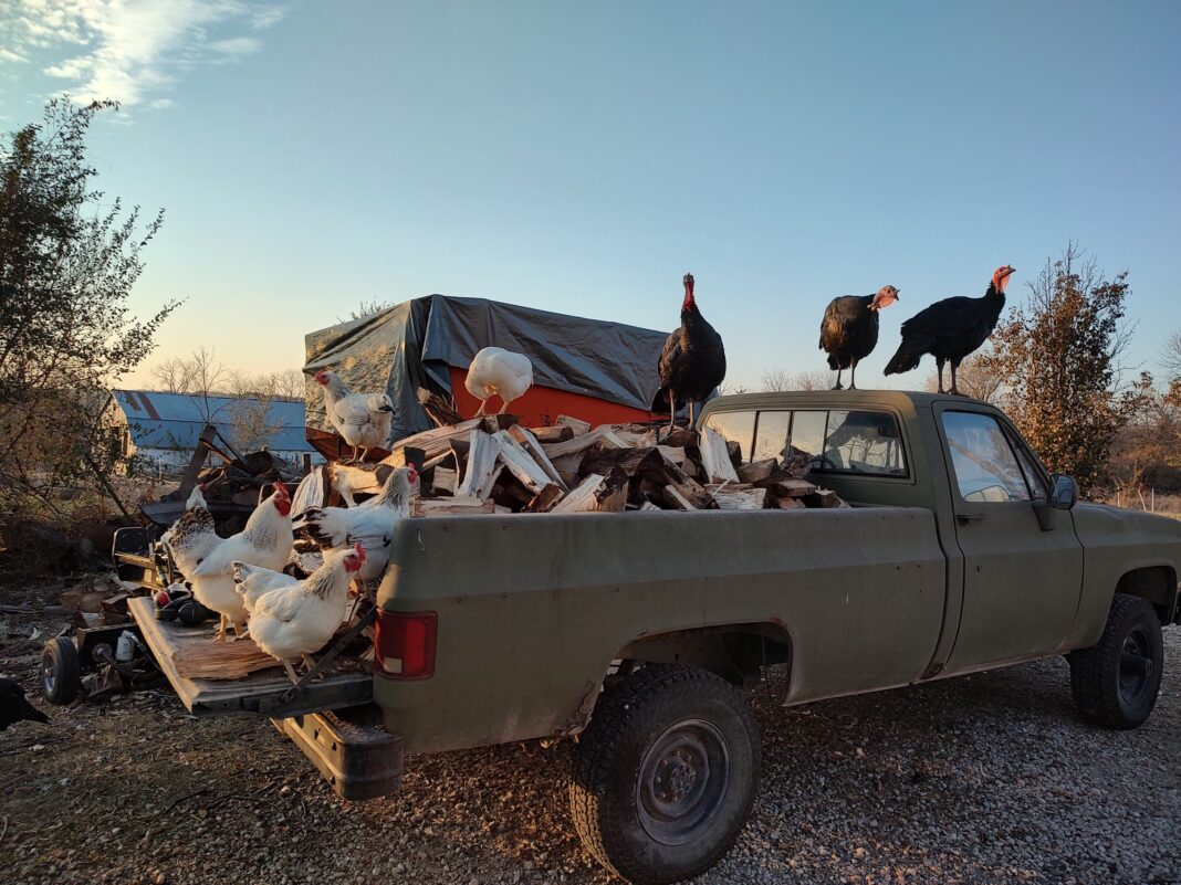 chickens and turkeys on a farm truck at sunset