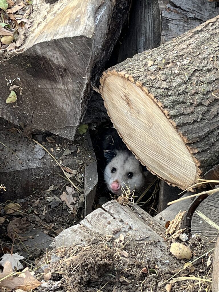 0possum peeking out of wood pile