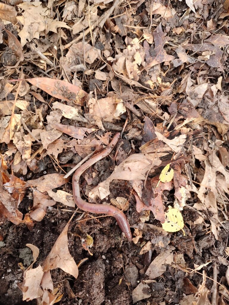 worm in pile of leaves