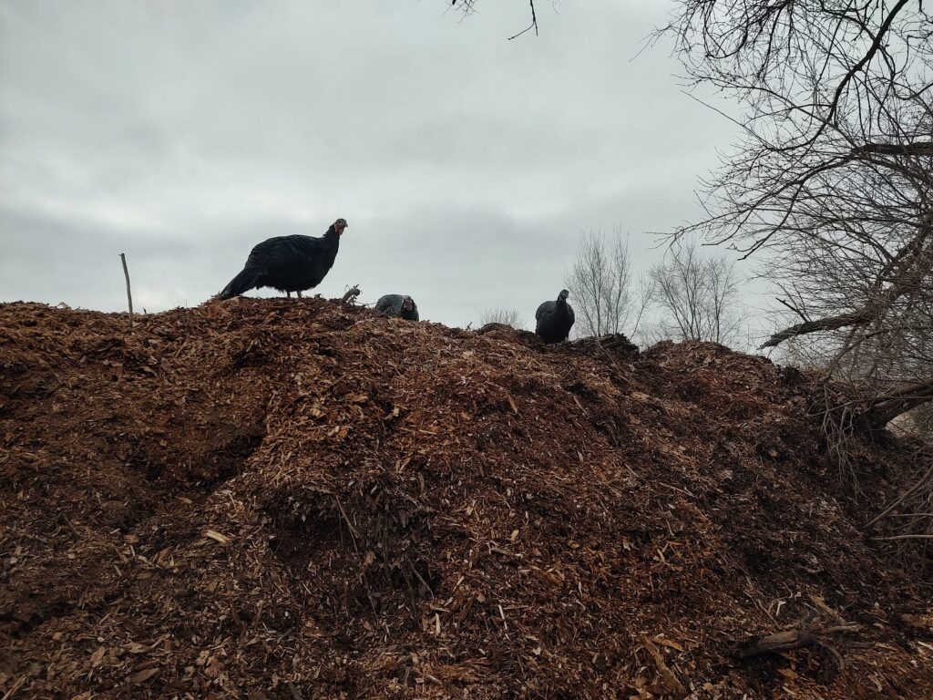 turkeys on top of large mulch pile