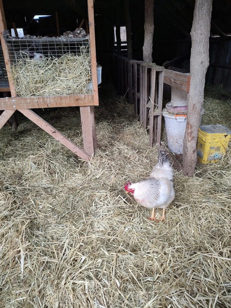 chicken scratching in hay in a chicken coop