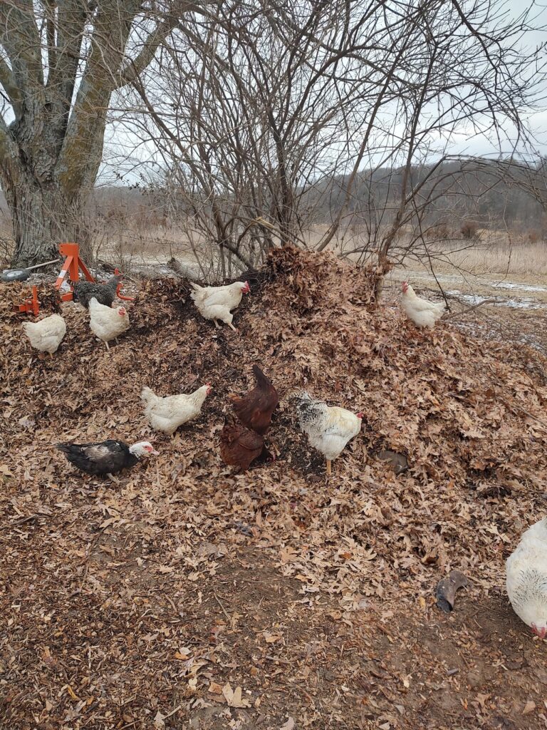 chickens and turkeys forage in a pile of leaves