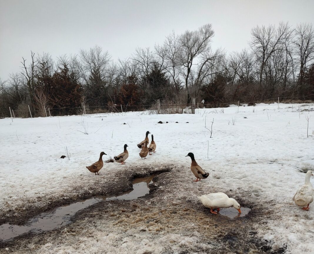 ducks standing in wet snow