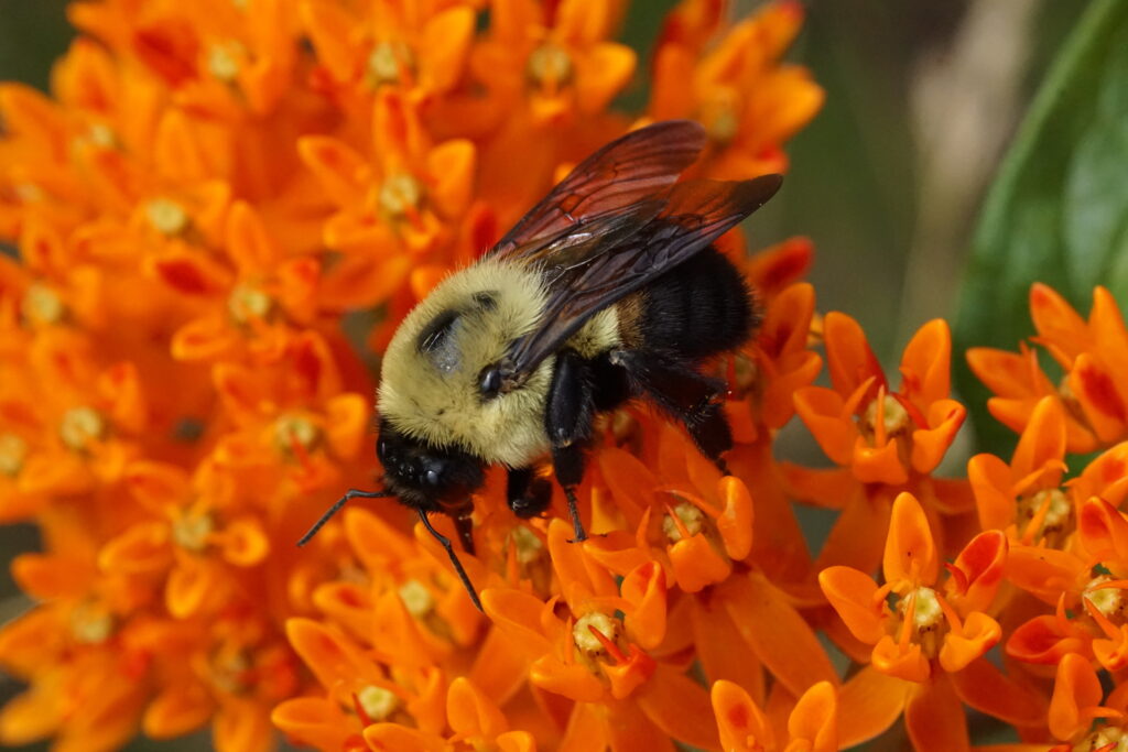 brown-belted bumble bee on orange flower