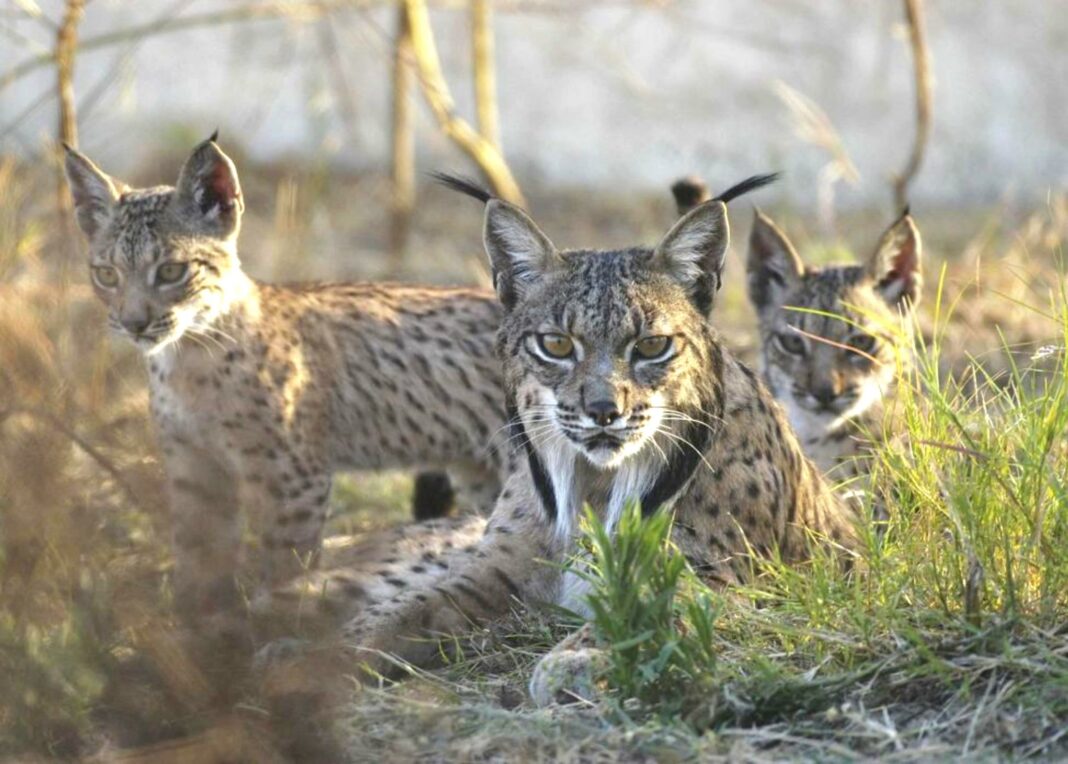 iberian lynx with two cubs in tall grass
