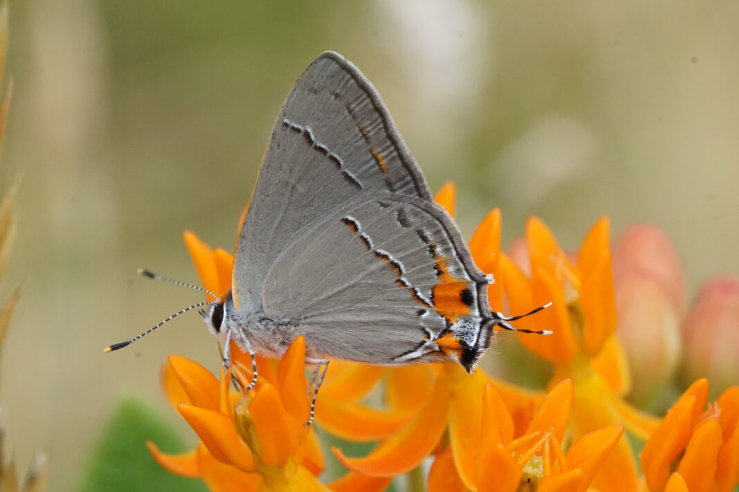 Gray hairstreak butterfly on orange butterfly weed