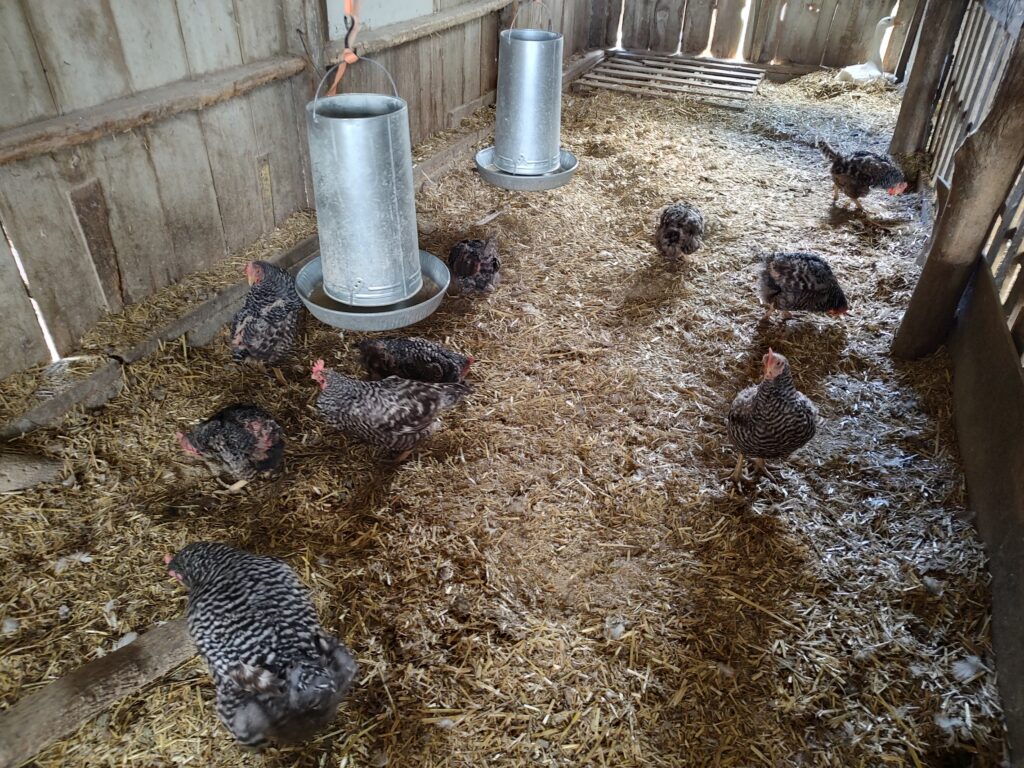 hens in a coop
